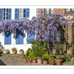 La glycine rue de la Porte de Nevers à Saint-Valery