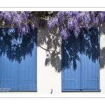 La glycine rue de la Porte de Nevers à Saint-Valery