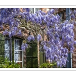 La glycine rue de la Porte de Nevers à Saint-Valery