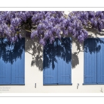 La glycine rue de la Porte de Nevers à Saint-Valery