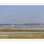 Grande marée en baie de Somme au Cap Hornu (Saint-Valery-sur-Somme)