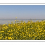 Grande marée en baie de Somme au Cap Hornu (Saint-Valery-sur-Somme)