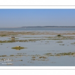 Grande marée en baie de Somme au Cap Hornu (Saint-Valery-sur-Somme)