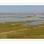 Grande marée en baie de Somme au Cap Hornu (Saint-Valery-sur-Somme)