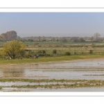 Grande marée en baie de Somme au Cap Hornu (Saint-Valery-sur-Somme)