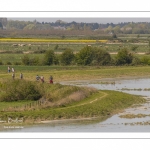 Grande marée en baie de Somme au Cap Hornu (Saint-Valery-sur-Somme)