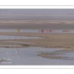 France, Somme (80), Baie de Somme, Le Hourdel, Pirogues indonésienne et canoé-kayak lors des grandes marées; les embarcations viennent attendre le flot et le mascaret à l'entrée de la baie et remontent ensuite aidées du fort courant, parfois accompagnés des phoques; certains échoue leur embarcation sur les bancs de sable pour regarder passer les oiseaux délogés par la marée // France, Somme (80), Bay of the Somme, Le Hourdel, Indonesian canoes and canoe-kayak during high tides; the boats come to wait for the flow and the tidal bore at the entrance of the bay and then go up helped by the strong current, sometimes accompanied by the seals; some fail their boat on the sandbanks to watch the birds dislodged by the tide