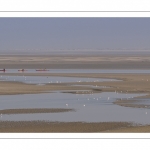 France, Somme (80), Baie de Somme, Le Hourdel, Pirogues indonésienne et canoé-kayak lors des grandes marées; les embarcations viennent attendre le flot et le mascaret à l'entrée de la baie et remontent ensuite aidées du fort courant, parfois accompagnés des phoques; certains échoue leur embarcation sur les bancs de sable pour regarder passer les oiseaux délogés par la marée // France, Somme (80), Bay of the Somme, Le Hourdel, Indonesian canoes and canoe-kayak during high tides; the boats come to wait for the flow and the tidal bore at the entrance of the bay and then go up helped by the strong current, sometimes accompanied by the seals; some fail their boat on the sandbanks to watch the birds dislodged by the tide