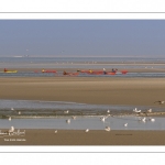 France, Somme (80), Baie de Somme, Le Hourdel, Pirogues indonésienne et canoé-kayak lors des grandes marées; les embarcations viennent attendre le flot et le mascaret à l'entrée de la baie et remontent ensuite aidées du fort courant, parfois accompagnés des phoques; certains échoue leur embarcation sur les bancs de sable pour regarder passer les oiseaux délogés par la marée // France, Somme (80), Bay of the Somme, Le Hourdel, Indonesian canoes and canoe-kayak during high tides; the boats come to wait for the flow and the tidal bore at the entrance of the bay and then go up helped by the strong current, sometimes accompanied by the seals; some fail their boat on the sandbanks to watch the birds dislodged by the tide