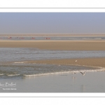 France, Somme (80), Baie de Somme, Le Hourdel, Pirogues indonésienne et canoé-kayak lors des grandes marées; les embarcations viennent attendre le flot et le mascaret à l'entrée de la baie et remontent ensuite aidées du fort courant, parfois accompagnés des phoques; certains échoue leur embarcation sur les bancs de sable pour regarder passer les oiseaux délogés par la marée // France, Somme (80), Bay of the Somme, Le Hourdel, Indonesian canoes and canoe-kayak during high tides; the boats come to wait for the flow and the tidal bore at the entrance of the bay and then go up helped by the strong current, sometimes accompanied by the seals; some fail their boat on the sandbanks to watch the birds dislodged by the tide