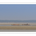 France, Somme (80), Baie de Somme, Le Hourdel, Pirogues indonésienne et canoé-kayak lors des grandes marées; les embarcations viennent attendre le flot et le mascaret à l'entrée de la baie et remontent ensuite aidées du fort courant, parfois accompagnés des phoques; certains échoue leur embarcation sur les bancs de sable pour regarder passer les oiseaux délogés par la marée // France, Somme (80), Bay of the Somme, Le Hourdel, Indonesian canoes and canoe-kayak during high tides; the boats come to wait for the flow and the tidal bore at the entrance of the bay and then go up helped by the strong current, sometimes accompanied by the seals; some fail their boat on the sandbanks to watch the birds dislodged by the tide