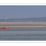 France, Somme (80), Baie de Somme, Le Hourdel, Pirogues indonésienne et canoé-kayak lors des grandes marées; les embarcations viennent attendre le flot et le mascaret à l'entrée de la baie et remontent ensuite aidées du fort courant, parfois accompagnés des phoques; certains échoue leur embarcation sur les bancs de sable pour regarder passer les oiseaux délogés par la marée // France, Somme (80), Bay of the Somme, Le Hourdel, Indonesian canoes and canoe-kayak during high tides; the boats come to wait for the flow and the tidal bore at the entrance of the bay and then go up helped by the strong current, sometimes accompanied by the seals; some fail their boat on the sandbanks to watch the birds dislodged by the tide