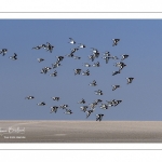 Passage d'Huîtriers-pies (Haematopus ostralegus - Eurasian Oystercatcher) en vol délogés par la marée montante