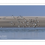 Passage d'Huîtriers-pies (Haematopus ostralegus - Eurasian Oystercatcher) en vol délogés par la marée montante