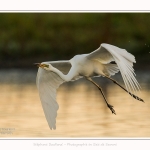 Grande_Aigrette_19_07_2016_012-border