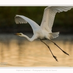 Grande_Aigrette_19_07_2016_013-border