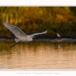 Grande_Aigrette_19_07_2016_014-border