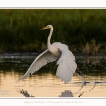 Grande_Aigrette_19_07_2016_017-border