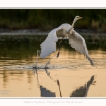 Grande_Aigrette_19_07_2016_018-border