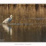Grande_aigrette_10_03_2015_001-border.jpg