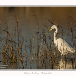 Grande_aigrette_10_03_2015_008-border.jpg