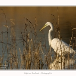 Grande_aigrette_10_03_2015_012-border.jpg