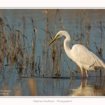Grande_aigrette_10_03_2015_029-border.jpg