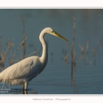 Grande_aigrette_10_03_2015_032-border.jpg
