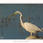 Grande_aigrette_10_03_2015_035-border.jpg