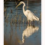 Grande_aigrette_10_03_2015_040-border.jpg