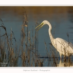 Grande_aigrette_10_03_2015_050-border.jpg