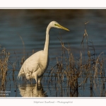 Grande_aigrette_10_03_2015_054-border.jpg
