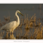 Grande_aigrette_10_03_2015_067-border.jpg