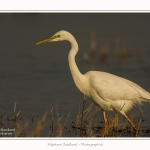 Grande_aigrette_10_03_2015_069-border.jpg