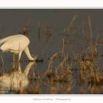 Grande_aigrette_10_03_2015_083-border.jpg
