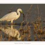 Grande_aigrette_10_03_2015_089-border.jpg