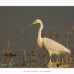 Grande_aigrette_10_03_2015_102-border.jpg