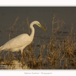Grande_aigrette_10_03_2015_110-border.jpg