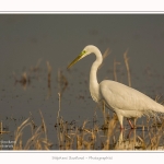 Grande_aigrette_10_03_2015_112-border.jpg