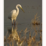 Grande_aigrette_10_03_2015_114-border.jpg