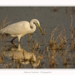 Grande_aigrette_10_03_2015_117-border.jpg