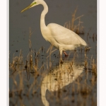 Grande_aigrette_10_03_2015_120-border.jpg