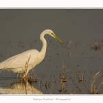 Grande_aigrette_10_03_2015_124-border.jpg