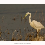 Grande_aigrette_10_03_2015_128-border.jpg