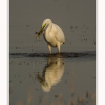 Grande_aigrette_10_03_2015_136-border.jpg