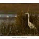 Grande_aigrette_10_03_2015_146-border.jpg