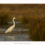 Grande_aigrette_10_03_2015_149-border.jpg