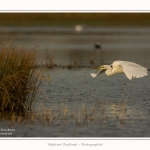 Grande_aigrette_10_03_2015_150-border.jpg