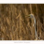 Grande_aigrette_10_03_2015_156-border.jpg