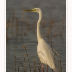Grande_aigrette_10_03_2015_169-border.jpg